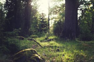 Imagen destacada de una entrada de Sendero Noble: retiros de meditación en Canarias